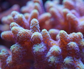 蓝丝绒,探寻神秘色彩背后的故事与魅力